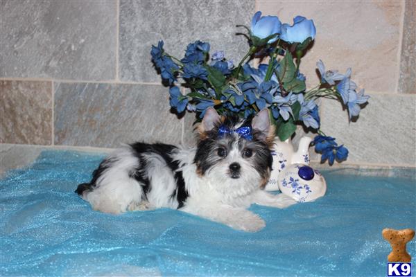 my babydoll yorkies Picture 1